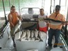 (07/08/2012) - Nice Striped Bass
