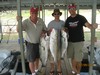 (07/09/2012) - Nice Striped Bass