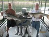 (07/16/2012) - Nice Striped Bass