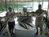 (07/17/2012) - Nice Striped Bass