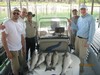 (07/19/2012) - Nice Striped Bass