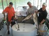 (07/20/2012) - Nice Striped Bass