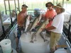 (07/20/2012) - Nice Striped Bass