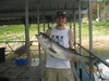 (08/04/2012) - Nice Striped Bass