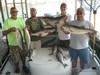 (08/23/2012) - Nice Striped Bass