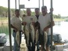 (09/07/2012) - Nice Striped Bass