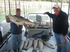 (09/19/2012) - Nice Striped Bass