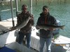 (09/21/2012) - Nice Striped Bass