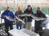 (10/06/2012) - Nice Striped Bass