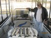 (11/24/2012) - Nice Striped Bass