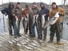 (12/30/2012) - Nice Striped Bass