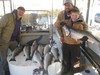 (01/03/2013) - Nice Striped Bass