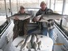 (01/08/2013) - Nice Striped Bass