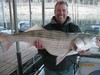(02/03/2013) - Nice Striped Bass