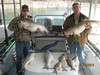 (03/15/2013) - Nice Striped Bass