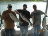 (06/23/2013) - Nice Striped Bass