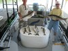 (06/28/2013) - Nice Striped Bass