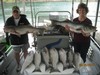 (06/30/2013) - Nice Striped Bass