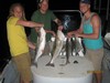 (07/02/2013) - Nice Striped Bass