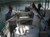 (07/10/2013) - Nice Striped Bass