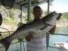 (07/10/2013) - Nice Striped Bass