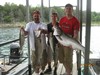(07/29/2013) - Nice Striped Bass