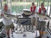 (08/06/2013) - Nice Striped Bass