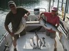 (08/10/2013) - Nice Striped Bass