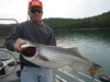 (08/16/2013) - Nice Striped Bass