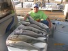 (08/20/2013) - Nice Striped Bass