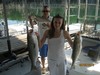 (09/05/2013) - Nice Striped Bass