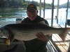 (09/14/2013) - Nice Striped Bass