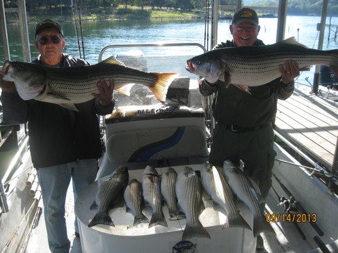 Nice Striped Bass