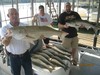 (09/15/2013) - Nice Striped Bass