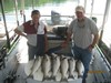 (09/25/2013) - Nice Striped Bass