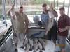 (09/26/2013) - Nice Striped Bass