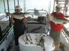 (09/27/2013) - Nice Striped Bass