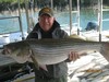 (09/29/2013) - Nice Striped Bass