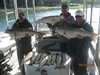 (09/29/2013) - Nice Striped Bass