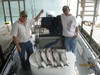 (10/02/2013) - Nice Striped Bass