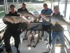 (10/06/2013) - Nice Striped Bass