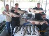 (10/07/2013) - Nice Striped Bass