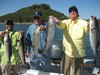 (10/10/2013) - Nice Striped Bass