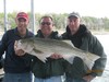(10/11/2013) - Nice Striped Bass