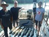 (08/04/2019) - Nice Striped Bass