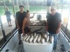 (08/14/2019) - Nice Striped Bass