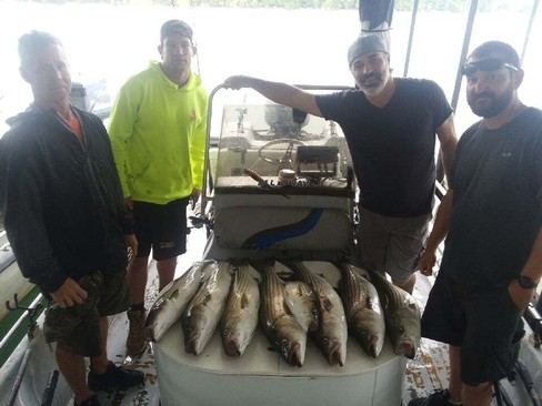 Nice Striped Bass