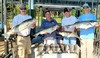 (09/11/2019) - Nice Striped Bass