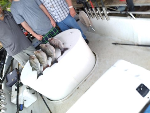 Nice Striped Bass