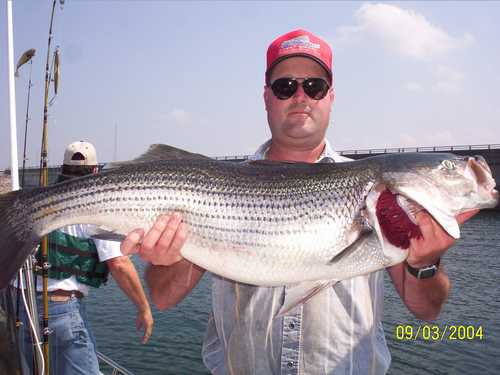 Now that is a Hog Striper